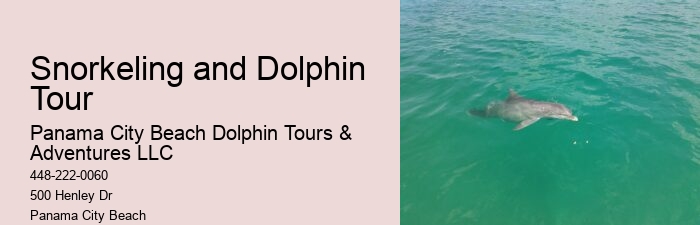 Individual Dolphin Watching with Snorkeling