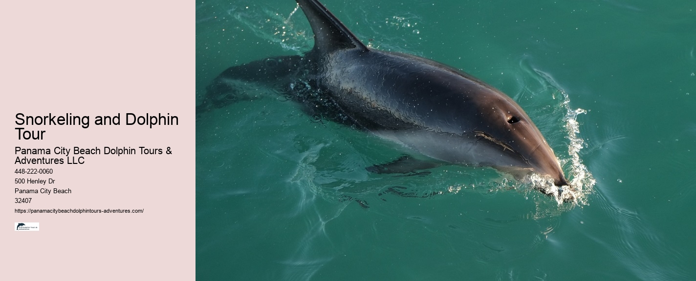 VIP Dolphin Discovery with Snorkeling
