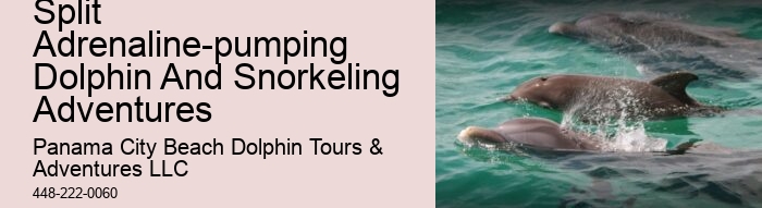 Split Catamaran Dolphin Watching And Snorkeling Expeditions
