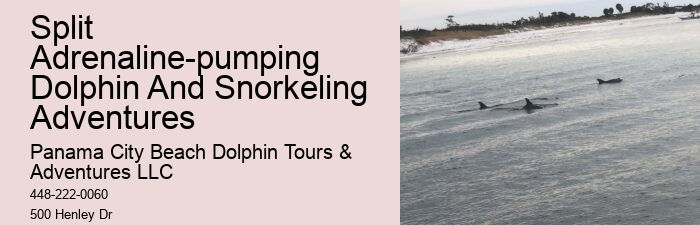 Panama City Beach Dolphin And Snorkel Tours