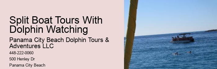 Panama City Beach dolphin exploration tours