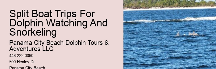How Much Does It Cost To Swim With The Dolphins In Panama City Beach