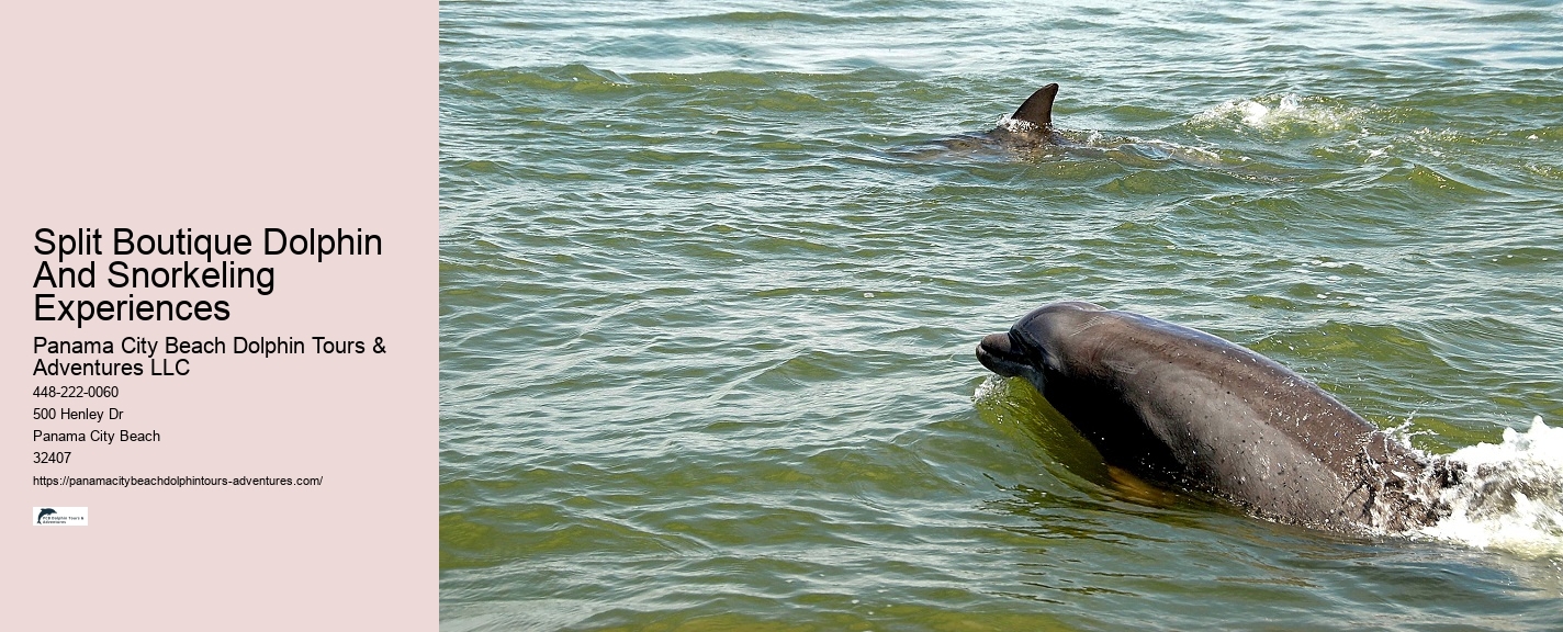 What To Do If A Dolphin Approaches You
