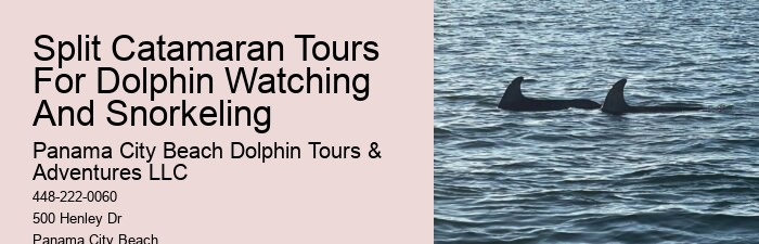 Tailored Dolphin Watching and Snorkeling Expeditions
