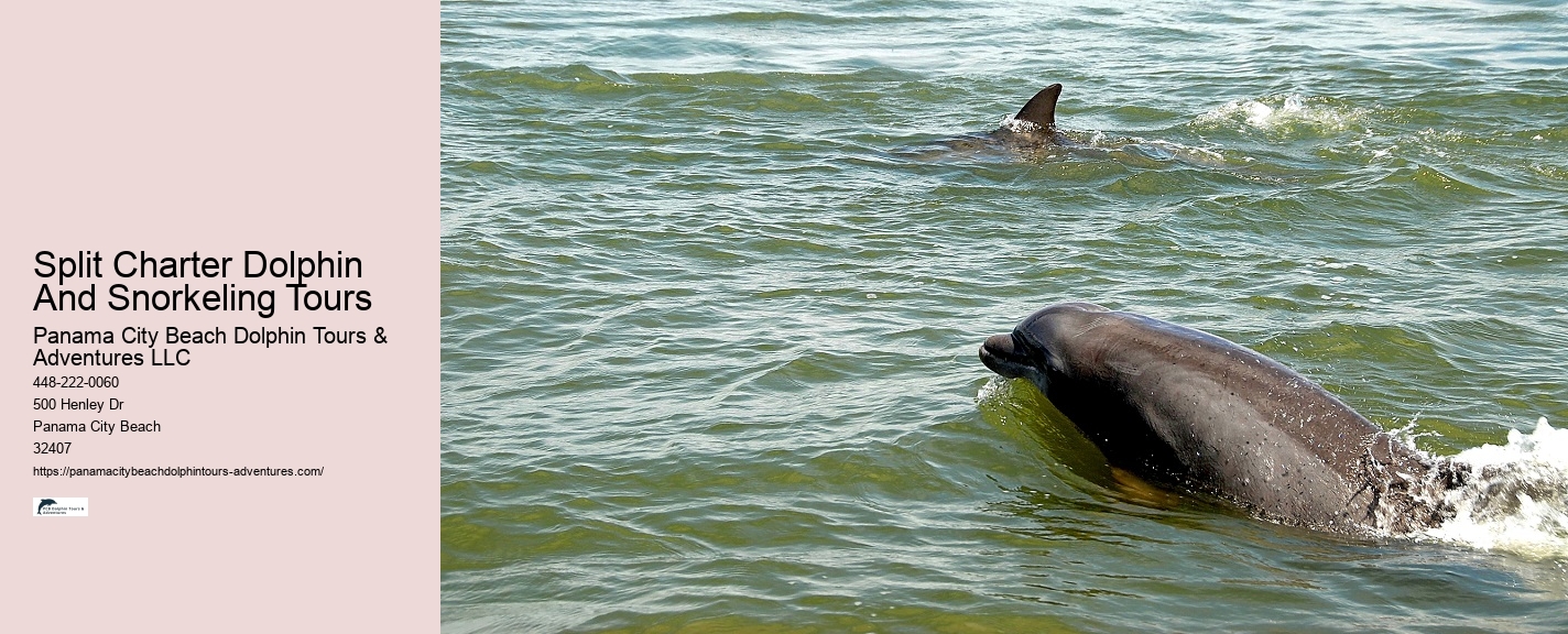 Panama City Beach Jet Ski Dolphin Tours