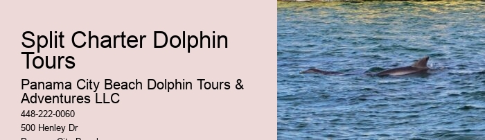 Intimate Dolphin Swim and Snorkeling Trips