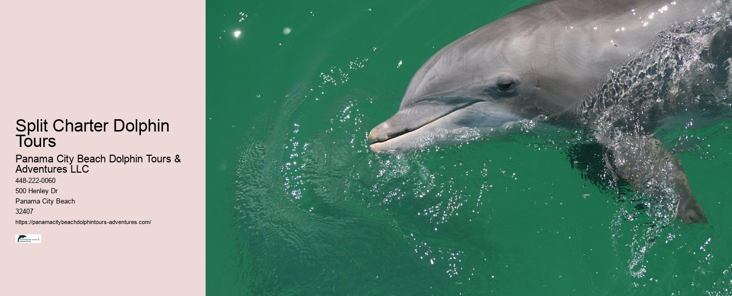 Split Intimate Dolphin And Snorkeling Adventures
