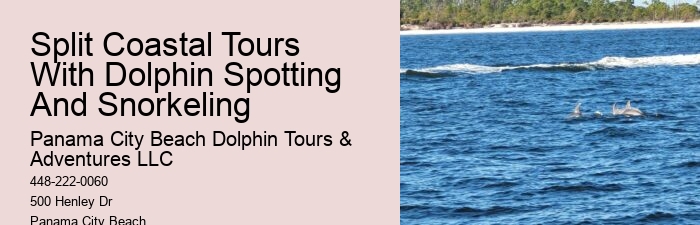 Intimate Dolphin Exploration and Snorkeling