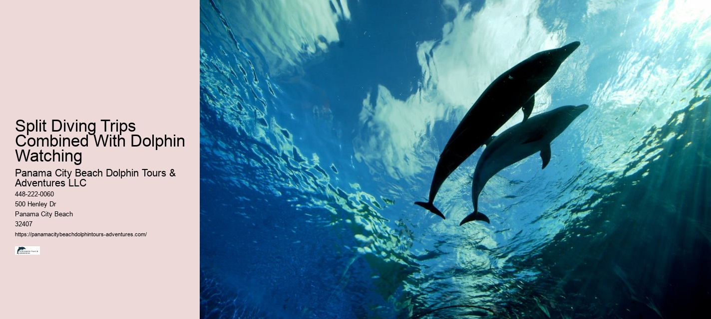 What is the best time of year to go on a dolphin tour in Panama City Beach