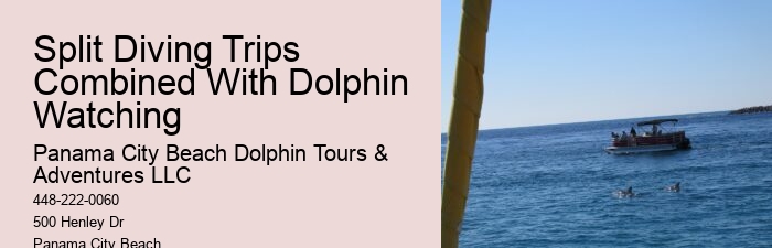 Best Dolphin Tours In Panama City Beach