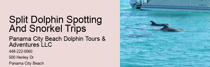 Split Charter Dolphin And Snorkeling Tours