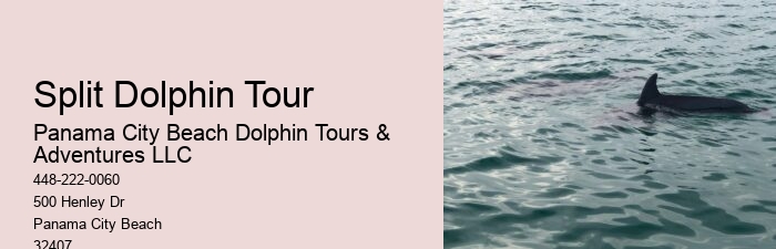 Bespoke Dolphin Spotting and Snorkeling