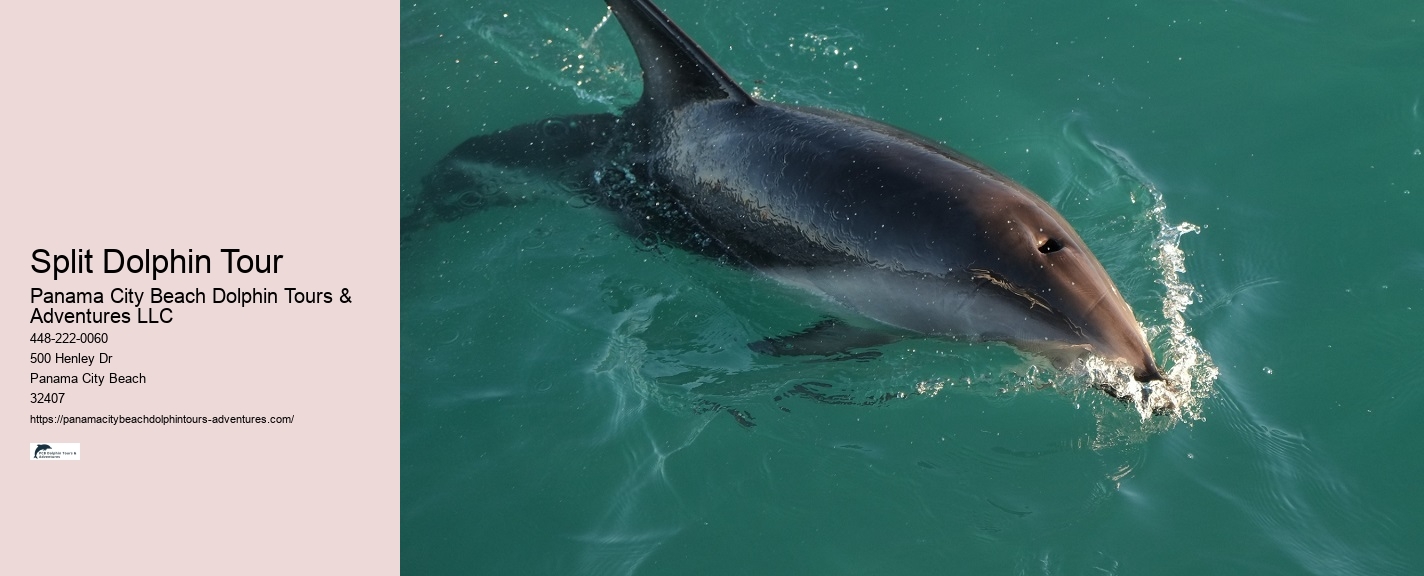 Elite Dolphin Spotting and Snorkeling Tours