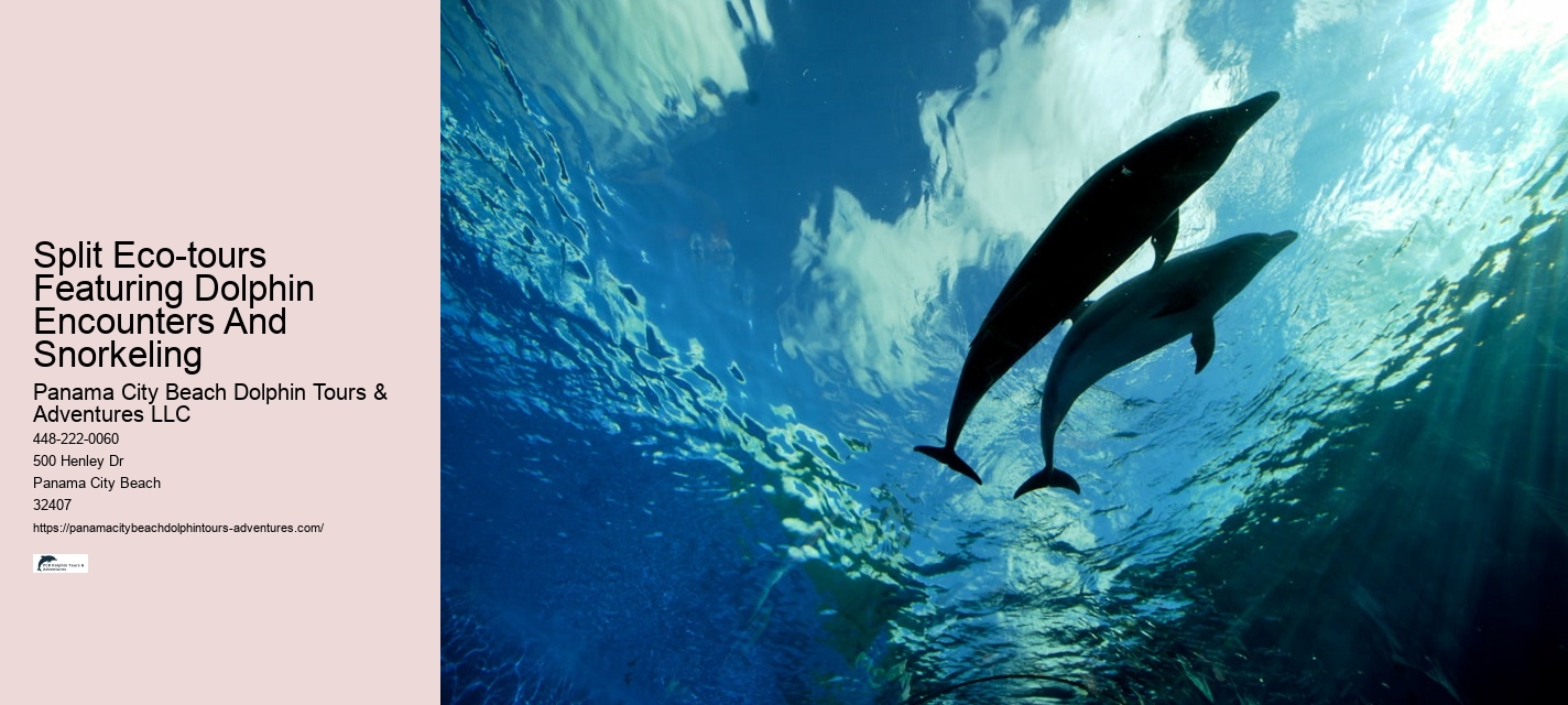 Elite Dolphin Safari with Snorkeling