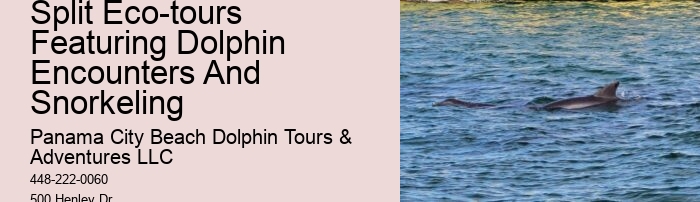 Dolphin Cruise