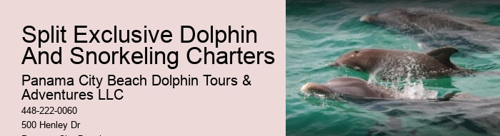 Eco Dolphin Tours