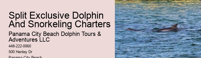 Dolphin Tours