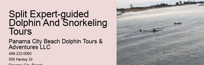 Split Marine Biology-focused Dolphin And Snorkeling Tours