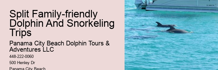 Can You Swim With Dolphins In Panama City Beach