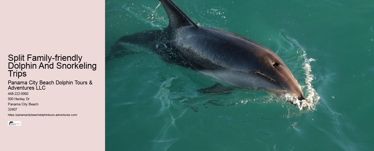 Secluded Dolphin Adventure and Snorkeling Experience
