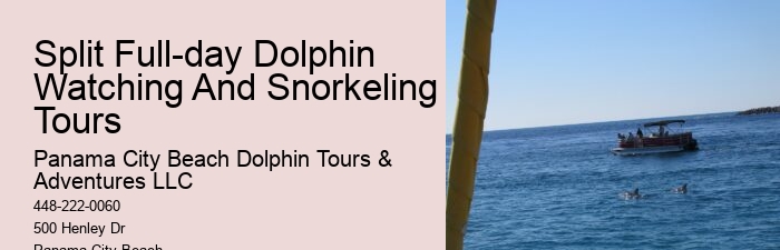 Deluxe Dolphin Encounter with Snorkeling
