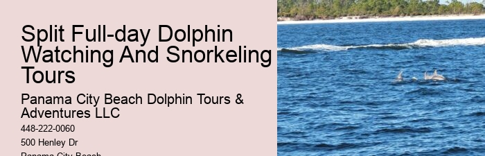 How many dolphins typically appear during a tour in Panama City Beach
