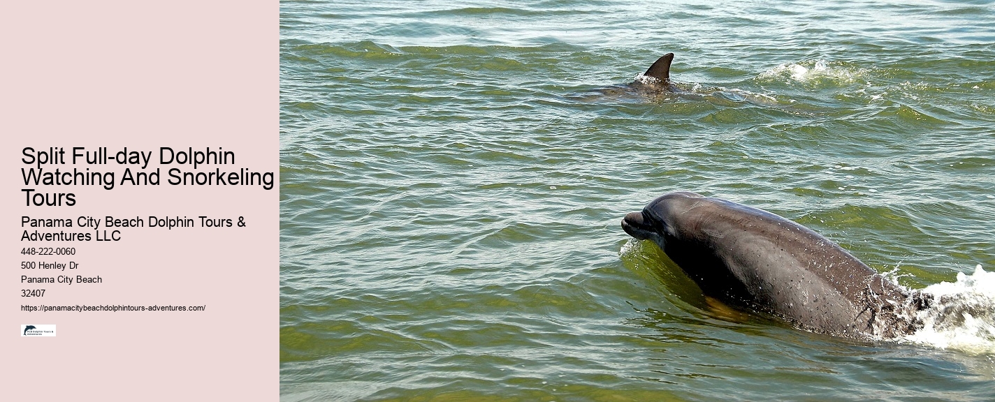 Where Can I See Dolphins In Panama