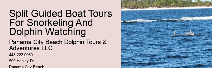 Top Dolphin Tour