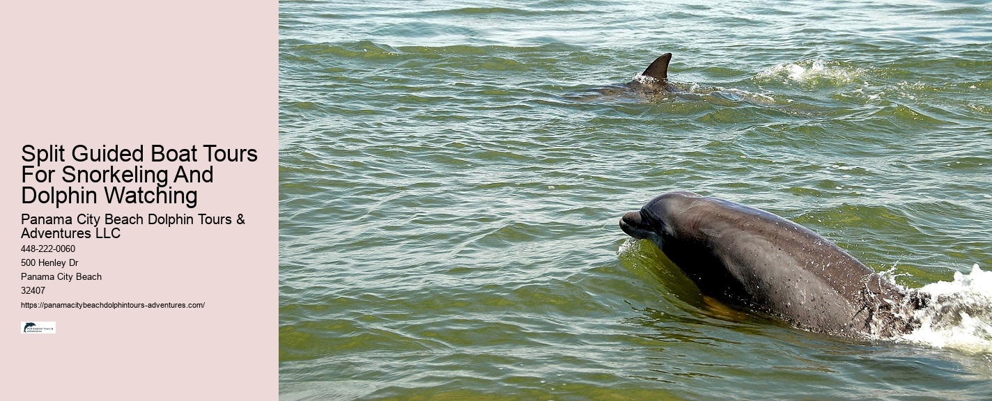 Best Time For Dolphin Watching San Diego