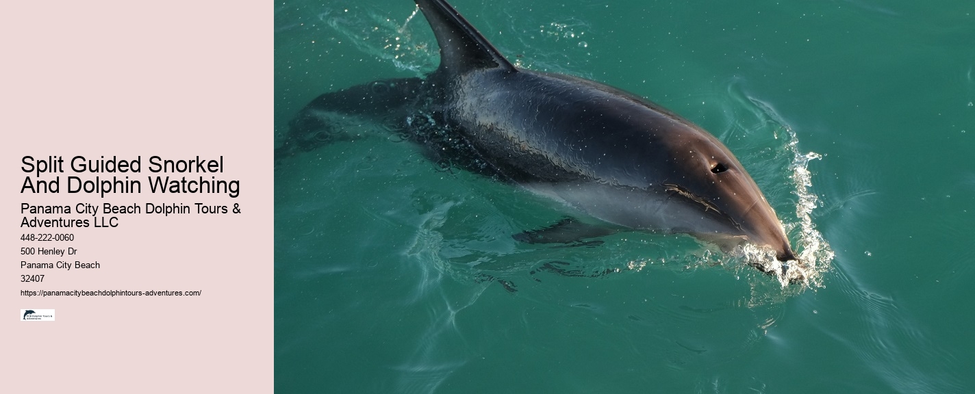 Charter Dolphin And Snorkeling Tours