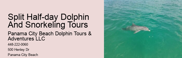 Split Adrenaline-pumping Dolphin And Snorkeling Adventures