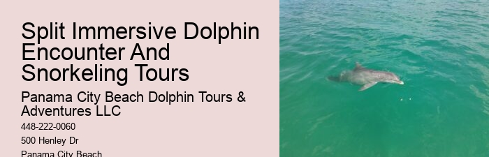 Panama City Beach Dolphin Tours and Adventures Panama City Beach