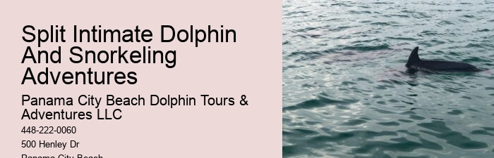 Dolphin Encounter And Snorkeling Expeditions In Split