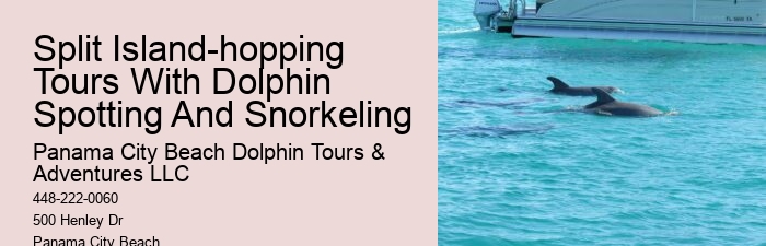 Why Do You Wear A Wetsuit When Swimming With Dolphins