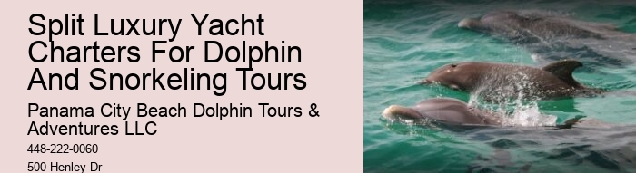 Luxury Dolphin Safari and Snorkeling Tours