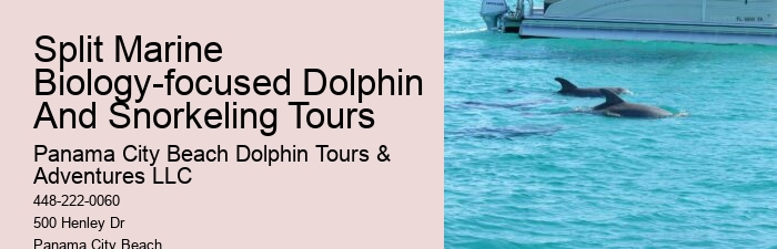 Dolphins And Their Dirty Secrets