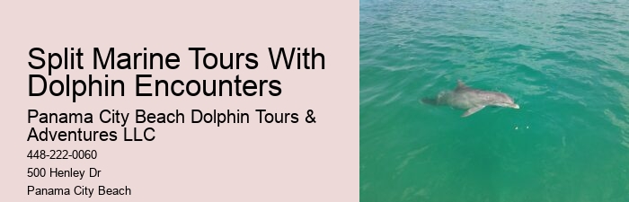 Custom Dolphin Spotting and Snorkeling