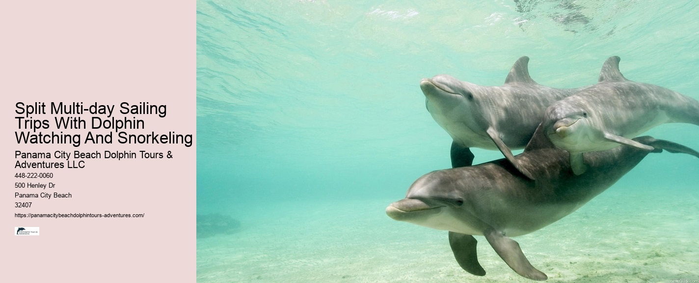 Guided Dolphin Swim and Snorkeling Tours