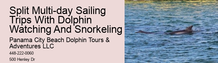 Are Dolphin Shows Ethical