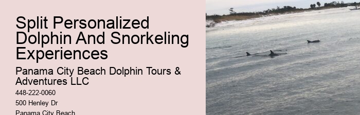 Split Educational Dolphin And Snorkeling Cruises
