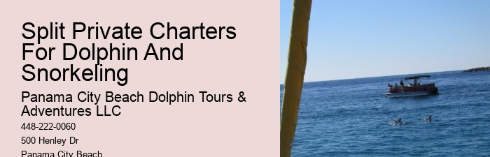 Deluxe Dolphin Safari and Snorkeling Trips