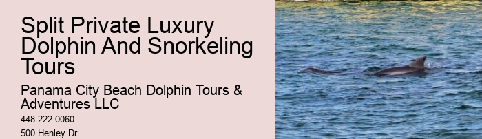 Dolphin And Snorkeling Tours Panama City Beach Fl