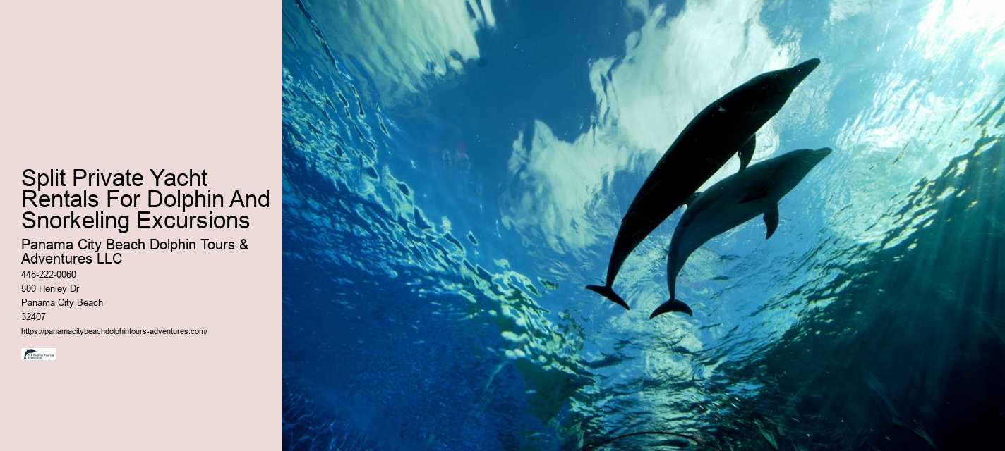 Guided Dolphin Spotting and Snorkeling