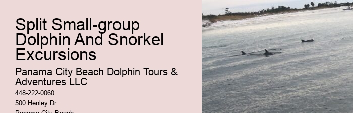 Dolphin Tours - Snorkel With Dolphins