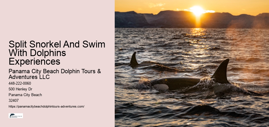 Split Snorkel And Swim With Dolphins Experiences