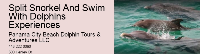 Split Expert-guided Snorkeling And Dolphin Adventures