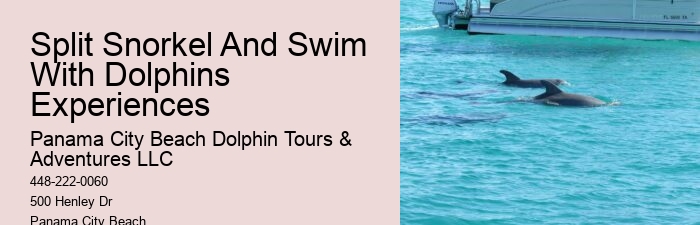 Guidelines For Interaction With Wild Dolphins In Florida
