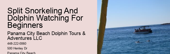 Premium Dolphin Watching with Snorkeling