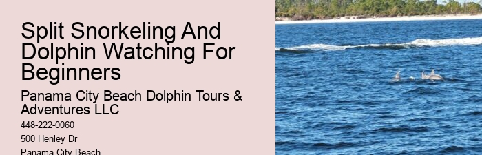 How Much Does It Cost To Swim With Dolphins In Panama City