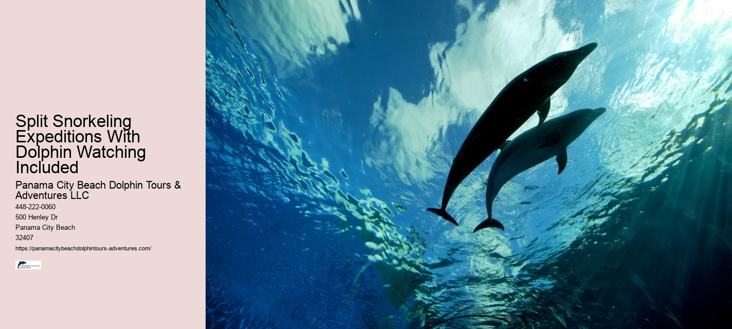 Split Immersive Dolphin Encounter And Snorkeling Tours